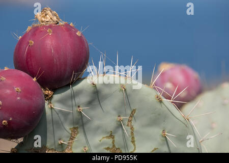 Nopal cactus (poires Prickly ), Grèce, Europe. Banque D'Images