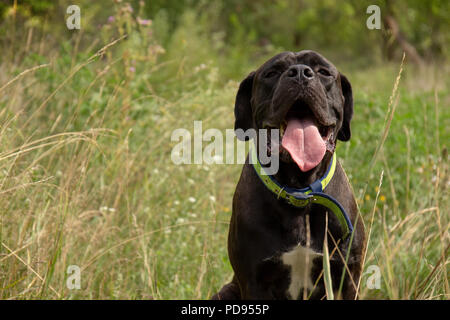 Chiot mignon Cane Corso Italiano dans la nature est assis et souriant Banque D'Images