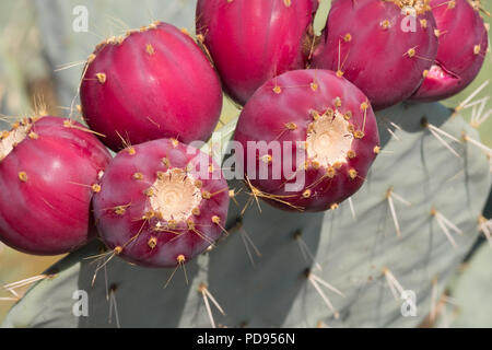 Nopal Cactus ( poires Prickly ), Grèce, Europe. Banque D'Images