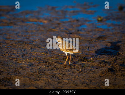 Pluvier siffleur Tigertail Beach Florida Wilsons Banque D'Images