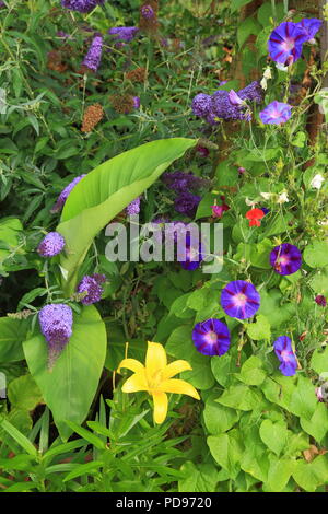 Magnifique feuillage en bordure jardin Banque D'Images
