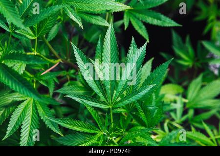 Le cannabis, également connu sous le nom de marijuana parmi les autres noms, est un médicament psychoactif du cannabis à des fins récréatives ou Banque D'Images