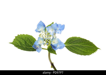 Lacecap hortensia, Hydrangea macrophylla, fleurs et feuillages isolés contre white Banque D'Images