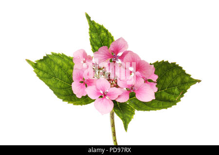 Hortensia lacecap rose blanc isolé contre Banque D'Images