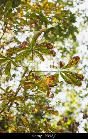 L'arbre de conker (Marron) pourraient disparaître de la Grande-Bretagne en raison de la maladie et les mites. Ces feuilles montrent des signes de dommages. Banque D'Images