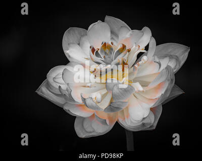 Belle fleur de lotus en fleur Banque D'Images
