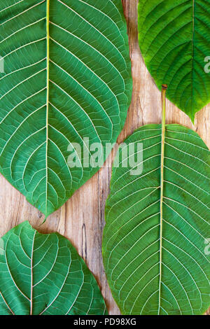Feuilles de kratom frais sur table en bois à partir de ci-dessus. Banque D'Images