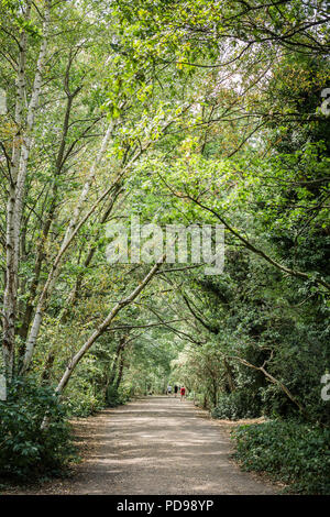 Le parc à pied est une réserve naturelle locale à Londres. Elle est couverte par une voûte d'arbres verts feuillus. Dans la distance de marche sont les gens. Banque D'Images