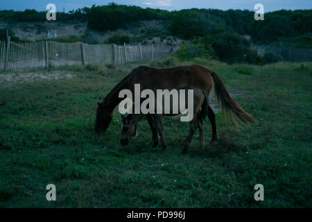 Chevaux et poneys brouter pour le dîner Banque D'Images