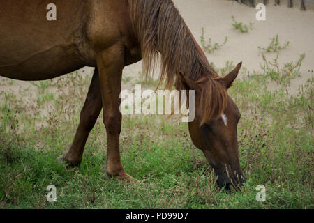 Mustang espagnol broute alors que pony takes a nap Banque D'Images