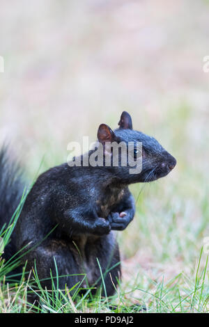 Un black l'Écureuil gris (Sciurus carolinensis) debout sur les jambes arrière boxer poser. Banque D'Images