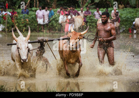 Maramadi est un type de race de bétail menée dans l'état indien du Kerala. Il a également connu comme Kalappoottu pothottam ou. Banque D'Images