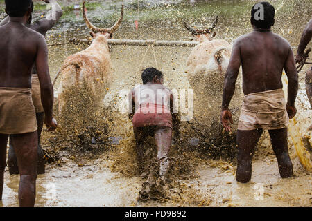 Maramadi est un type de race de bétail menée dans l'état indien du Kerala. Il a également connu comme Kalappoottu pothottam ou. Banque D'Images