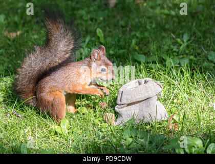 Petit parc permanent d'écureuil en herbe verte et voler les écrous du sac en tissu Banque D'Images