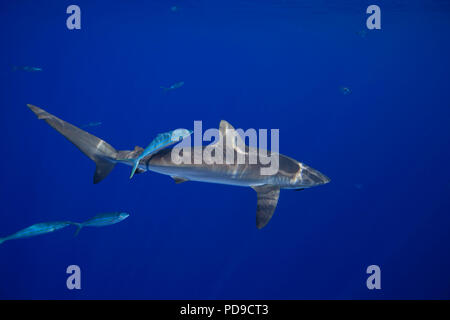 Plusieurs Elagatis bipinnulata, rainbow runner, sont glisser sur avec ce requin soyeux, Carcharhinus falciformis, au large de la Grande Île d'Hawaï. Le si Banque D'Images