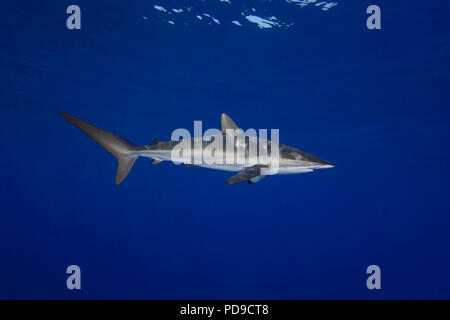 Le requin soyeux, Carcharhinus falciformis, au large de la Grande Île d'Hawaï. Le requin soyeux est l'un des requins les plus abondants trouvés en plein océan, et peut Banque D'Images