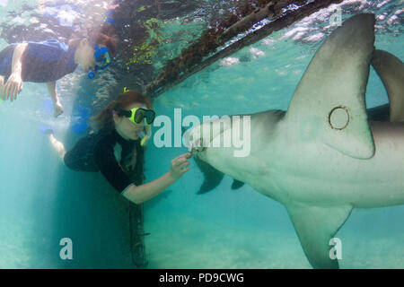 Une femme et son fils part nourrir un citron, requin, Negaprion brevirostris,, par un trou en plexiglass à l'Aquarium de mer sur l'île de Curacao de th Banque D'Images