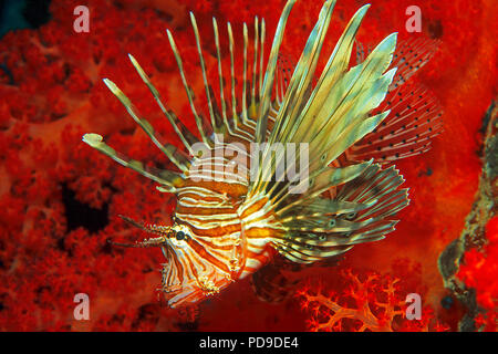 Gewoehnlicher (Pterois volitans) Rotfeuerfisch vor roter Weichkoralle (Alcyonacea), Soudan | Poisson-papillon rouge (Pterois volitans) en face d'un doux rouge cor Banque D'Images