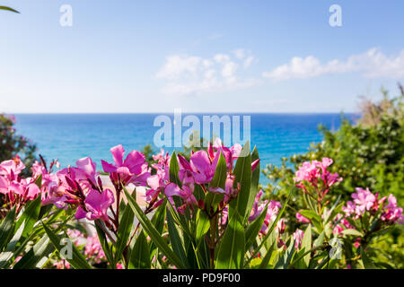 Fleurs roses des lauriers-roses Banque D'Images