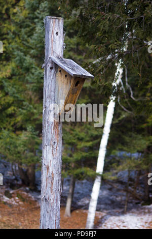 Chambre d'alimentation d'oiseaux dans la forêt de bois à l'appui de la faune avec l'espace de nidification Banque D'Images