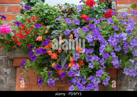 Fenêtre avec fleurs et plantes d'été vues à Londres, Royaume-Uni Banque D'Images