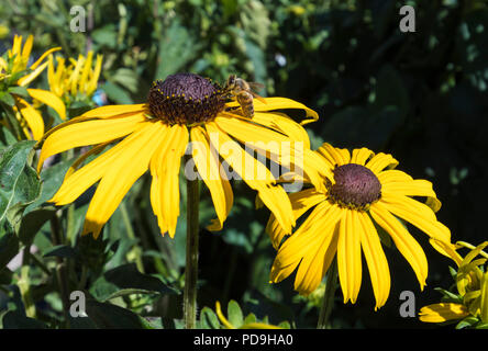Abeille sur une Rudbeckia fulgida var. sullivantii 'Goldsturm' Fleur (échinacée 'Goldsturm' ou black-eyed susan) en été dans le West Sussex, Angleterre, Royaume-Uni. Banque D'Images