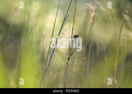 Eurasian reed warbler chantant dans les zones humides, la réserve naturelle de Seaton Devon Banque D'Images