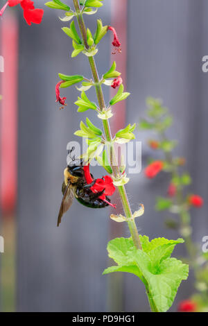 Gros plan d'un bourdon se nourrissant de fleurs salvia rouge Banque D'Images