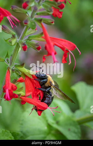Gros plan d'un bourdon se nourrissant de fleurs salvia rouge Banque D'Images
