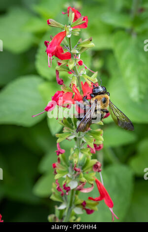 Gros plan d'un bourdon se nourrissant de fleurs salvia rouge Banque D'Images