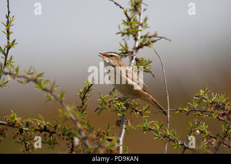 Phragmite des joncs Acrocephalus schoenobaenus, seul, chantant en adultes arbre. Dungeness, Kent, UK. Banque D'Images