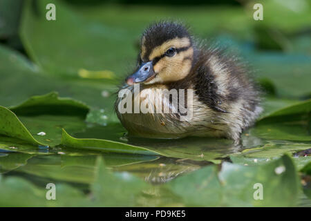 Le Canard colvert (Anas platyrhynchos), sur l'eau de nénuphar dans l'eau, de l'Ems, Basse-Saxe, Allemagne Banque D'Images