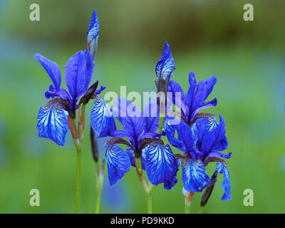 Iris de Sibérie (Iris sibirica), Groupe de fleurs, Ennstal, Styrie, Autriche Banque D'Images
