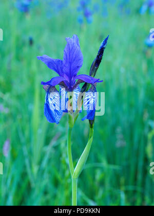 Iris de Sibérie (Iris sibirica), fleurs simples, Ennstal, Styrie, Autriche Banque D'Images
