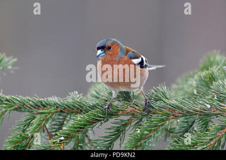 Common Chaffinch (Fringilla coelebs), mâle en plumage nuptial, est assis sur une branche, vue avant, Kuusamo, Finlande Banque D'Images
