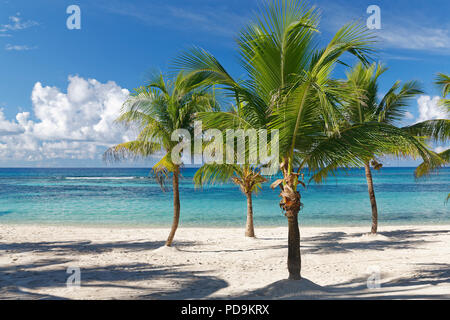 Plage de rêve, plage de sable avec des palmiers et la mer turquoise, Parque Nacional del Este, à l'île de Saona, Caraïbes, la République Dominicaine Banque D'Images