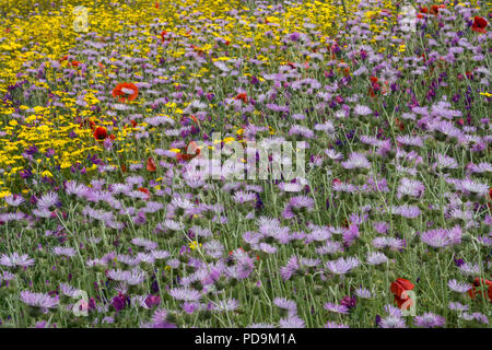 Blooming flower meadow avec lait pourpre Chardon (Galactites tomentosus) et Arnica (Arnica montana), à El Tablero Banque D'Images