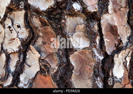 L'écorce des arbres endommagés par les incendies de forêt, les dégâts causés par le feu, île des Canaries pin (Pinus canariensis), Gran Canaria, Îles Canaries, Espagne Banque D'Images