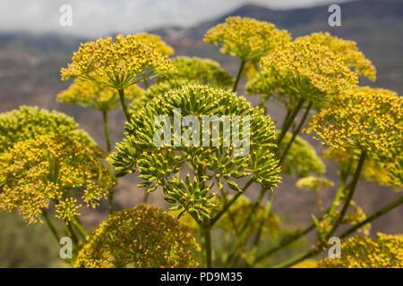 Floraison jaune fenouil géant (Ferula communis), Gran Canaria, Îles Canaries, Espagne Banque D'Images