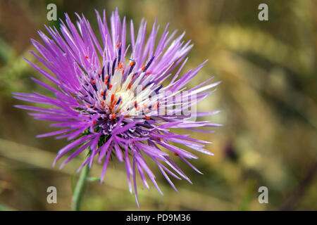 Blossom de Purple Milk Thistle (Galactites tomentosus), Gran Canaria, Îles Canaries, Espagne Banque D'Images