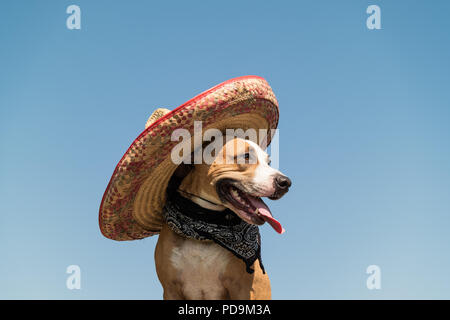 Beau chien dans la région de Mexican Hat comme un bandit bandit de style occidental. Cute funny Staffordshire terrier habillés en chapeau sombrero mexicain comme symb festive Banque D'Images