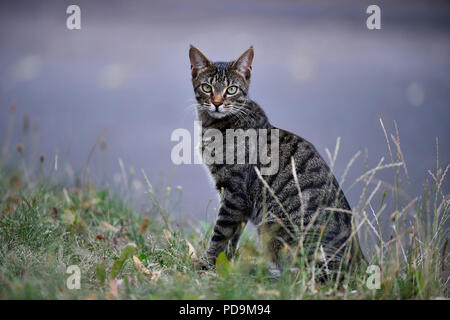 Chat domestique, chaton, 9 mois, assis dans l'herbe, Allemagne Banque D'Images