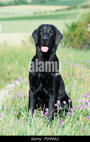 Flat Coated Retriever, noir, homme, assis dans flower meadow, Autriche Banque D'Images