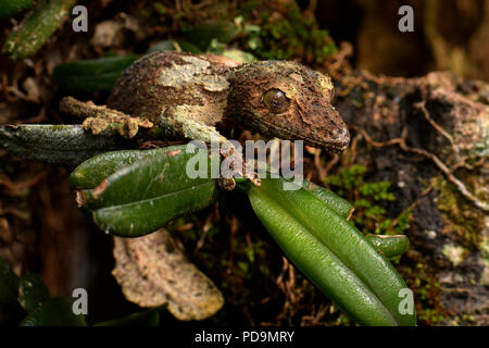 Gecko à queue de feuille moussus (Uroplatus sikorae) camouflé sur feuille, forêt tropicale, est de Madagascar, Madagascar Banque D'Images