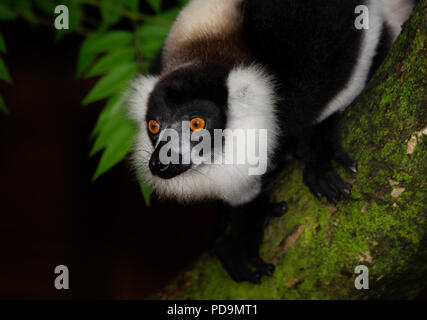 Noir et blanc de la gélinotte lemur (Le Varecia variegata), animal portrait, rainforest, est de Madagascar, Madagascar Banque D'Images