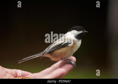 La mésange était assis dans la main de quelqu'un (l'oiseau assis dans la main) Banque D'Images