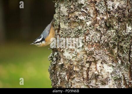 Sittelle à poitrine rouge marche dans un arbre (Sitta canadensis) Sittelle (marcher dans un arbre) Banque D'Images