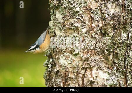 Sittelle à poitrine rouge marche dans un arbre (Sitta canadensis) Sittelle (marcher dans un arbre) Banque D'Images