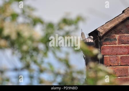 Grèbe huppé niché dans un tuyau de drainage sur une maison (la nidification des oiseaux dans la gouttière) (Streptopelia decaocto) Banque D'Images