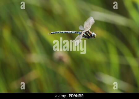 Hawker commun Aeshna juncea, libellule mâle, vol à Saltholme RSPB. UK Banque D'Images